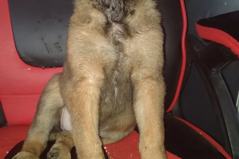Belgian Shepherd Dog Malinois