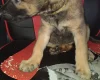 Belgian Shepherd Dog Malinois