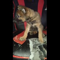 Belgian Shepherd Dog Malinois