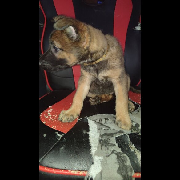 Belgian Shepherd Dog Malinois