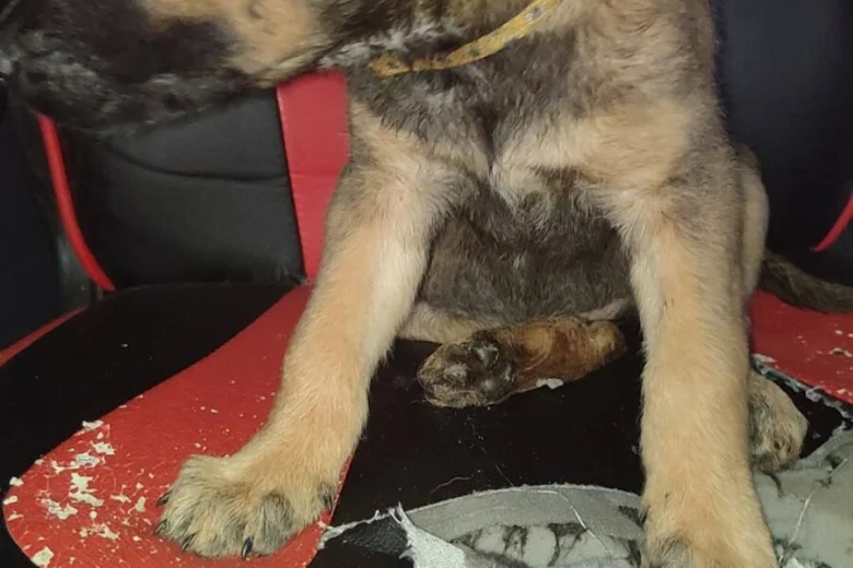 Belgian Shepherd Dog Malinois