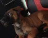 Belgian Shepherd Dog Malinois