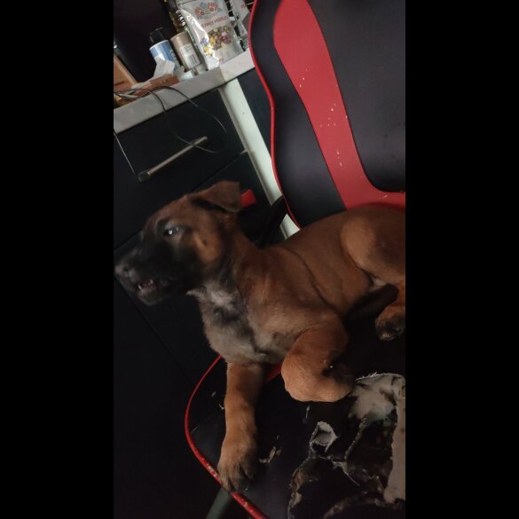 Belgian Shepherd Dog Malinois