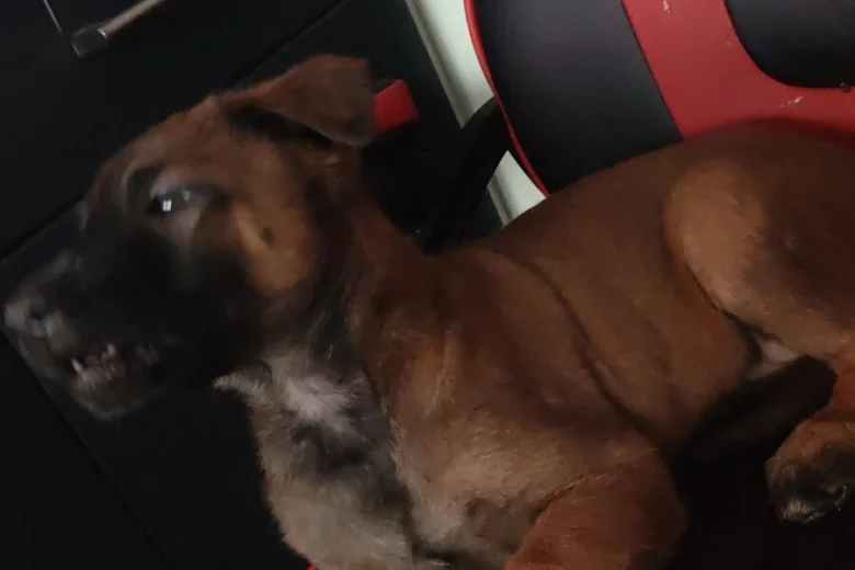 Belgian Shepherd Dog Malinois