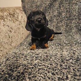 Dachshund (Smooth Haired)