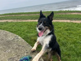Border Collie