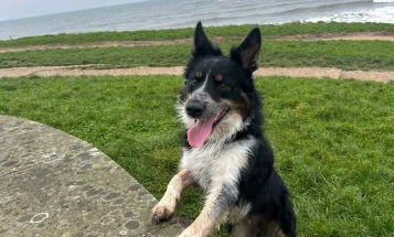 Border Collie