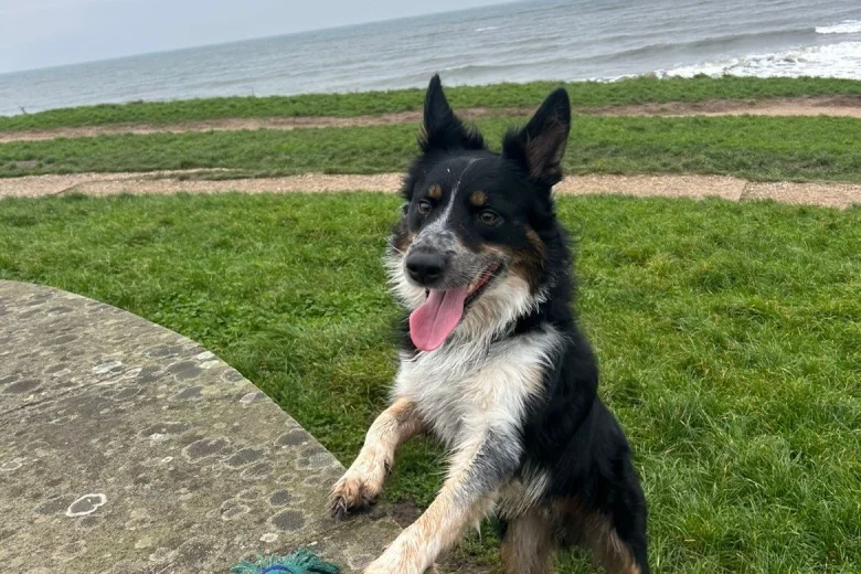 Border Collie