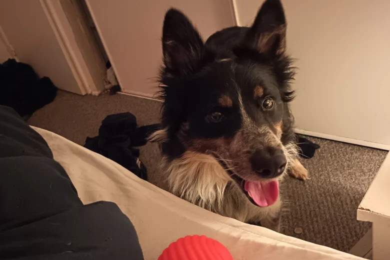 Border Collie