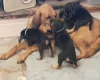 Bloodhound