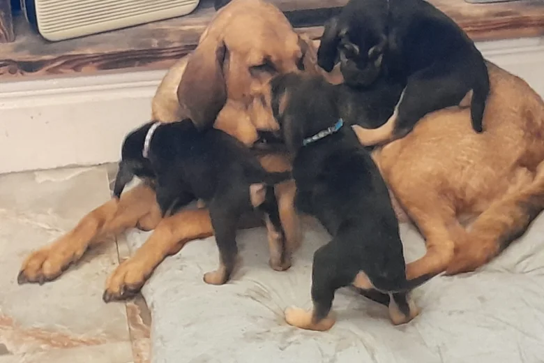 Bloodhound