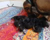 Bloodhound