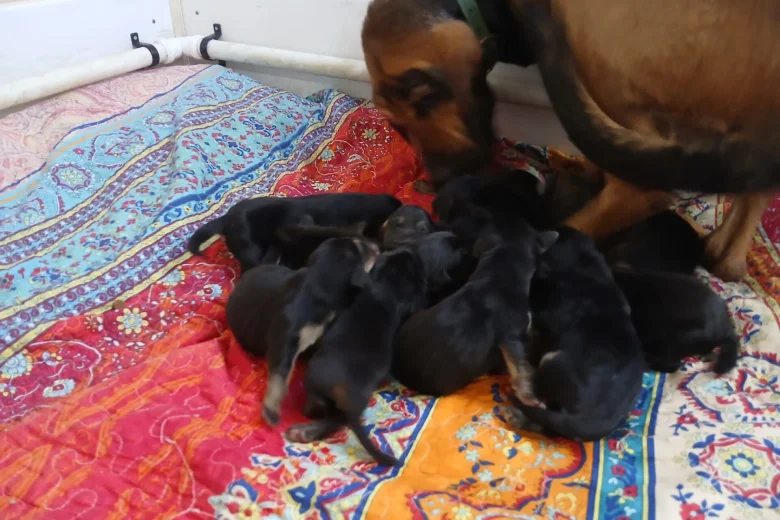 Bloodhound