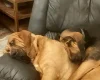 Bloodhound