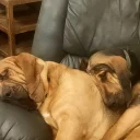 Bloodhound
