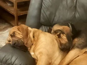 Bloodhound