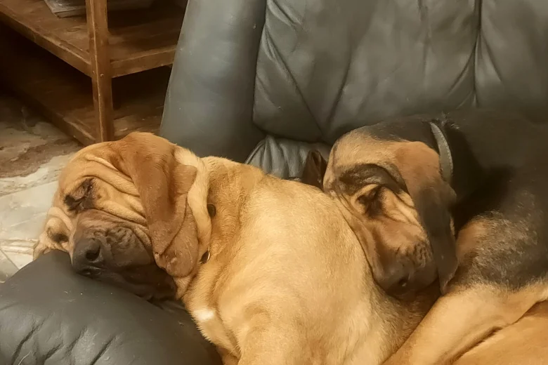 Bloodhound