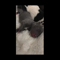 Staffordshire Bull Terrier