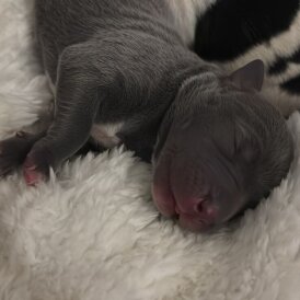 Staffordshire Bull Terrier