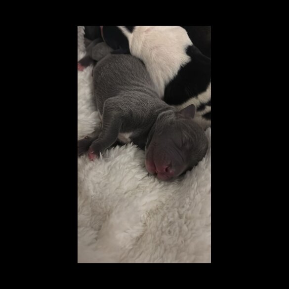 Staffordshire Bull Terrier