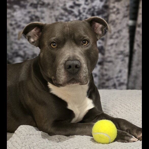 Staffordshire Bull Terrier