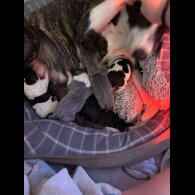 Staffordshire Bull Terrier