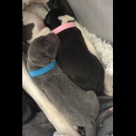 Staffordshire Bull Terrier