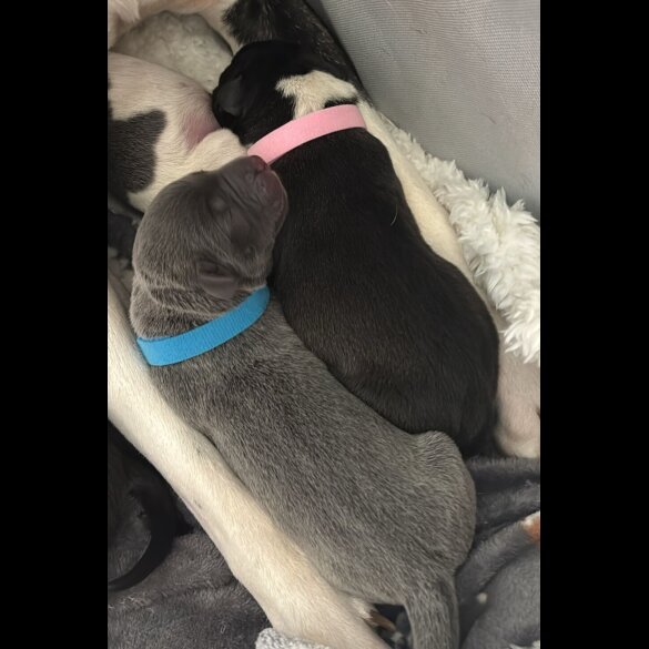 Staffordshire Bull Terrier