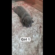 Staffordshire Bull Terrier