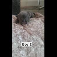 Staffordshire Bull Terrier