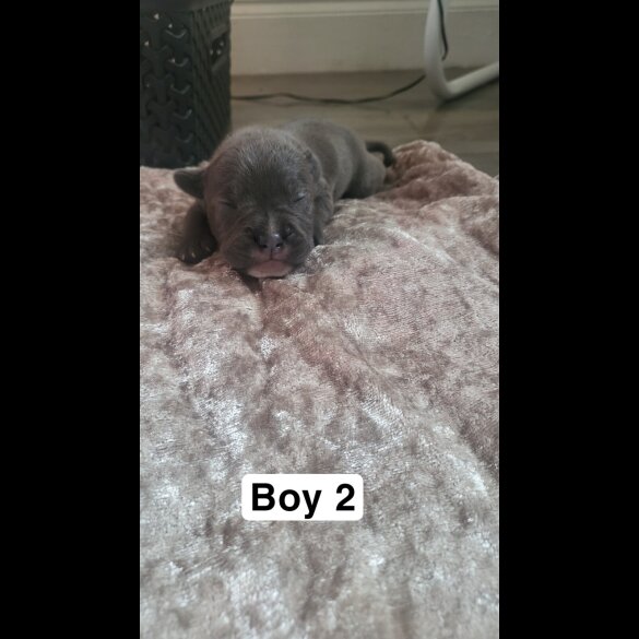 Staffordshire Bull Terrier