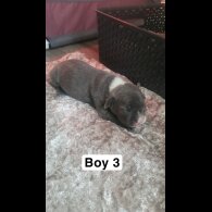 Staffordshire Bull Terrier