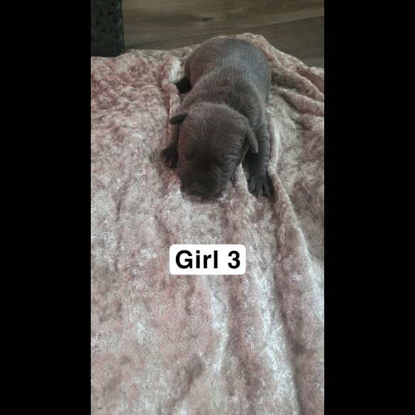 Staffordshire Bull Terrier