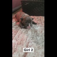 Staffordshire Bull Terrier