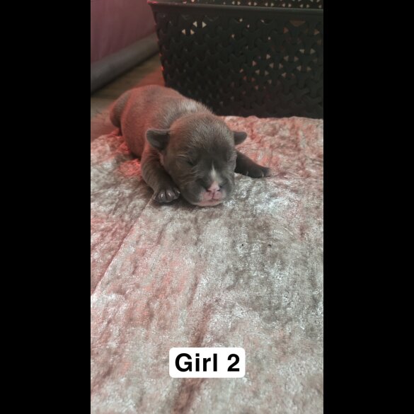 Staffordshire Bull Terrier