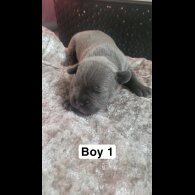 Staffordshire Bull Terrier