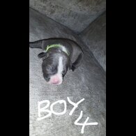 Staffordshire Bull Terrier