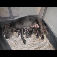 Staffordshire Bull Terrier