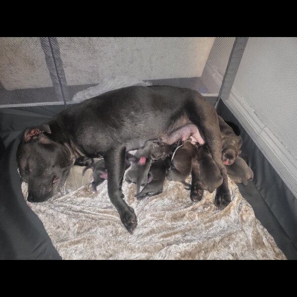 Staffordshire Bull Terrier