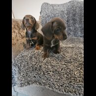 Dachshund (Smooth Haired)