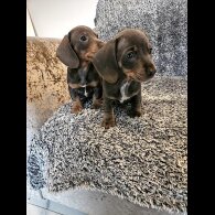 Dachshund (Smooth Haired)