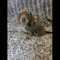 Dachshund (Smooth Haired)