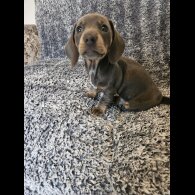 Dachshund (Smooth Haired)