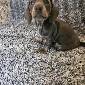 Dachshund (Smooth Haired)