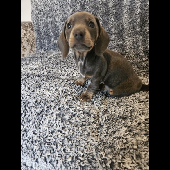 Dachshund (Smooth Haired)