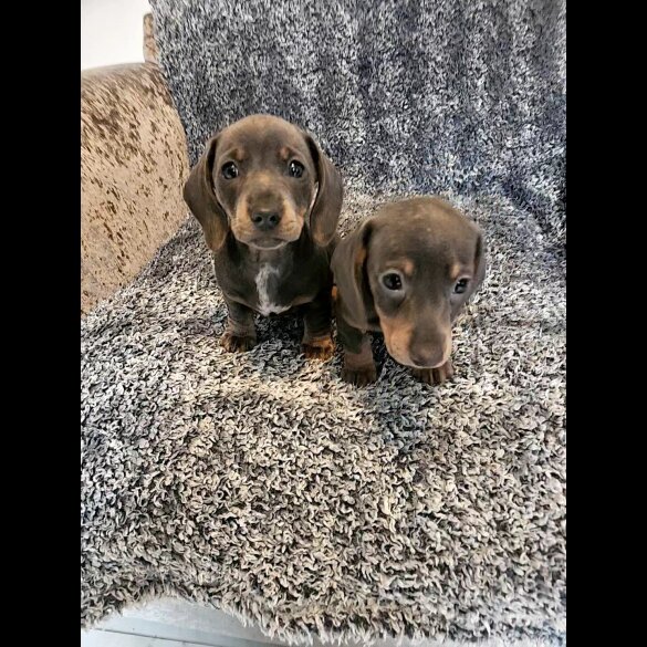 Dachshund (Smooth Haired)