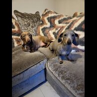 Dachshund (Smooth Haired)