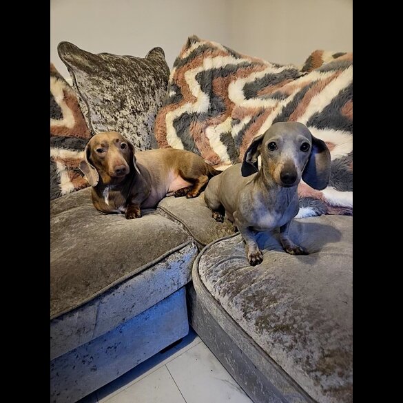 Dachshund (Smooth Haired)