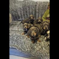 Dachshund (Smooth Haired)