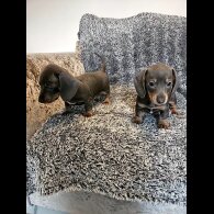 Dachshund (Smooth Haired)